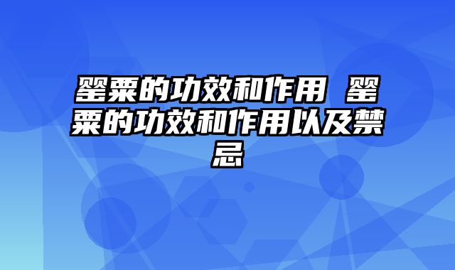 罂粟的功效和作用 罂粟的功效和作用以及禁忌