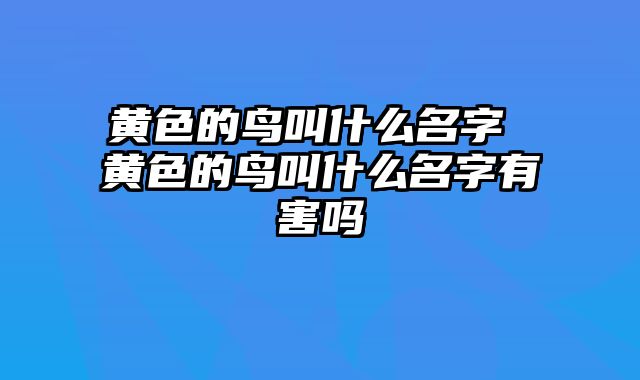 黄色的鸟叫什么名字 黄色的鸟叫什么名字有害吗