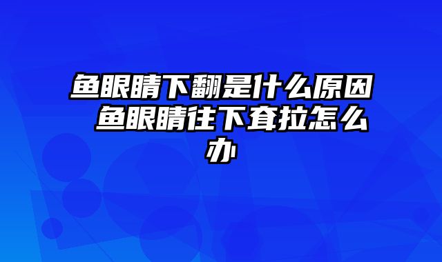 鱼眼睛下翻是什么原因 鱼眼睛往下耷拉怎么办