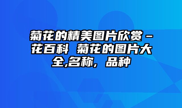 菊花的精美图片欣赏–花百科 菊花的图片大全,名称, 品种