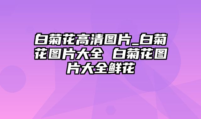 白菊花高清图片_白菊花图片大全 白菊花图片大全鲜花