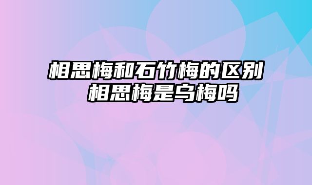 相思梅和石竹梅的区别 相思梅是乌梅吗