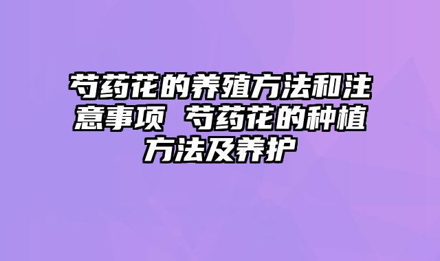 芍药花的养殖方法和注意事项 芍药花的种植方法及养护