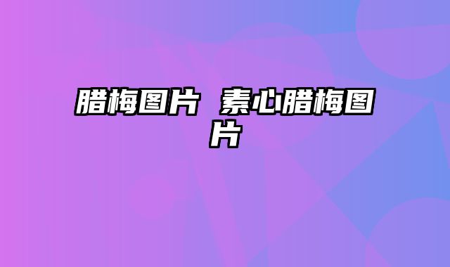 腊梅图片 素心腊梅图片