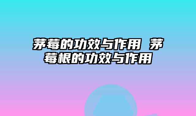 茅莓的功效与作用 茅莓根的功效与作用