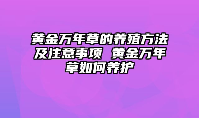 黄金万年草的养殖方法及注意事项 黄金万年草如何养护