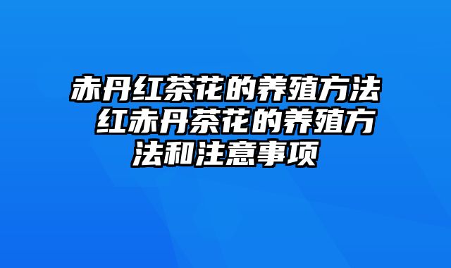 赤丹红茶花的养殖方法 红赤丹茶花的养殖方法和注意事项