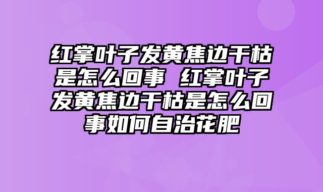 红掌叶子发黄焦边干枯是怎么回事 红掌叶子发黄焦边干枯是怎么回事如何自治花肥