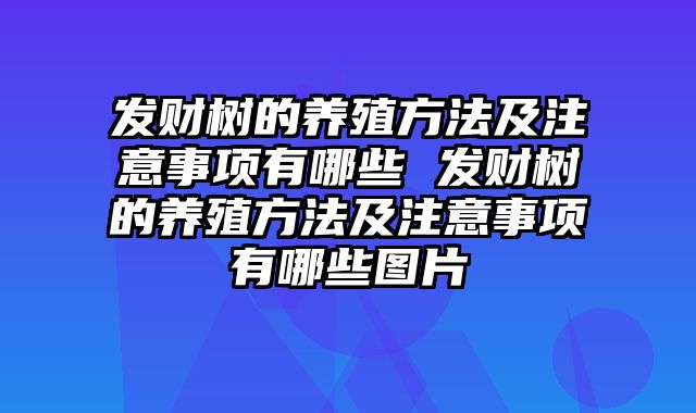 发财树的养殖方法及注意事项有哪些 发财树的养殖方法及注意事项有哪些图片