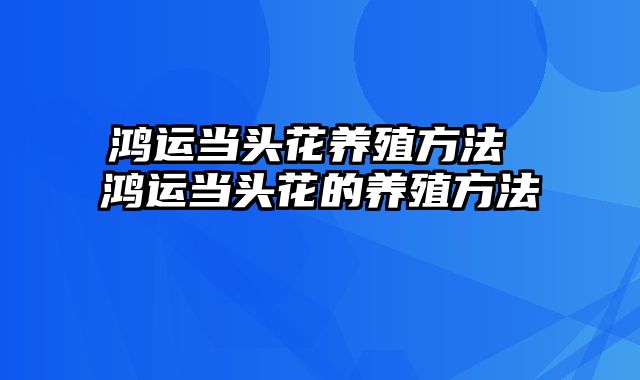 鸿运当头花养殖方法 鸿运当头花的养殖方法