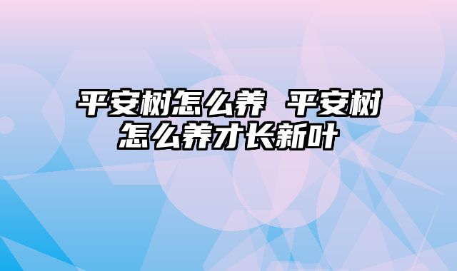 平安树怎么养 平安树怎么养才长新叶