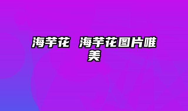 海芋花 海芋花图片唯美