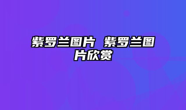 紫罗兰图片 紫罗兰图片欣赏