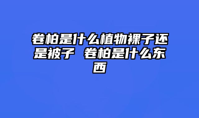 卷柏是什么植物裸子还是被子 卷柏是什么东西