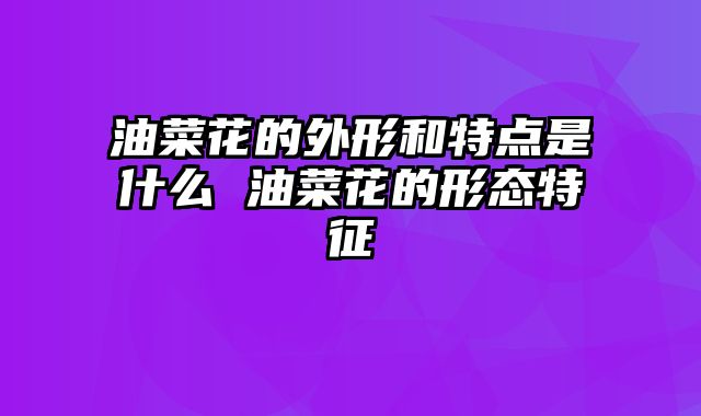 油菜花的外形和特点是什么 油菜花的形态特征