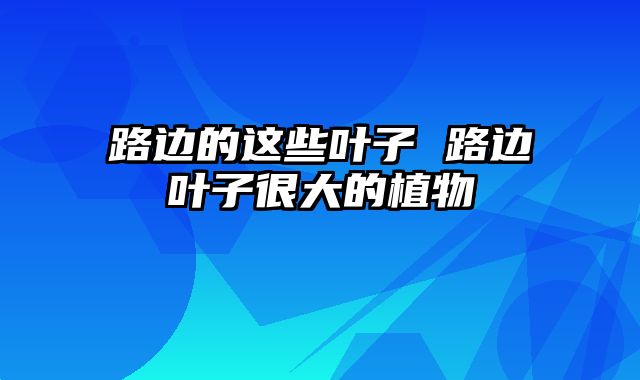 路边的这些叶子 路边叶子很大的植物