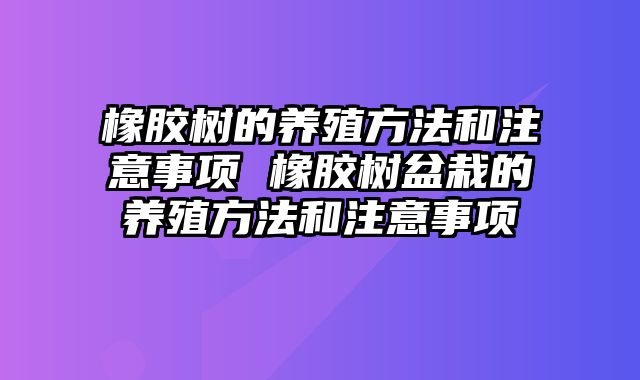 橡胶树的养殖方法和注意事项 橡胶树盆栽的养殖方法和注意事项