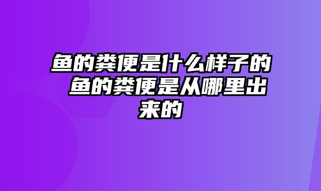 鱼的粪便是什么样子的 鱼的粪便是从哪里出来的