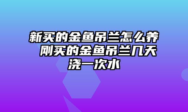 新买的金鱼吊兰怎么养 刚买的金鱼吊兰几天浇一次水