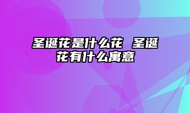 圣诞花是什么花 圣诞花有什么寓意