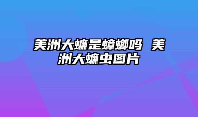 美洲大蠊是蟑螂吗 美洲大蠊虫图片