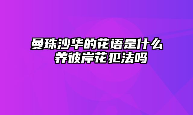 曼珠沙华的花语是什么 养彼岸花犯法吗