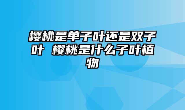 樱桃是单子叶还是双子叶 樱桃是什么子叶植物
