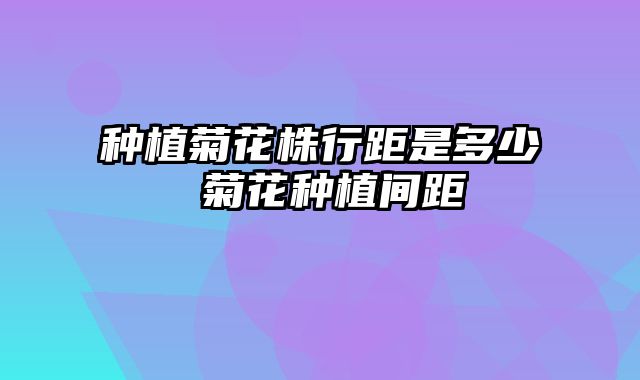种植菊花株行距是多少 菊花种植间距