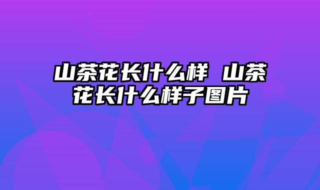 山茶花长什么样 山茶花长什么样子图片