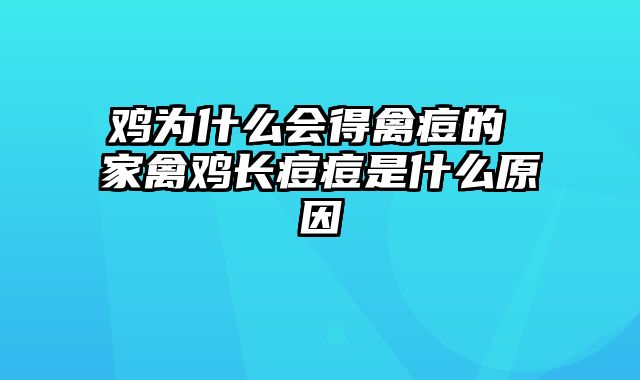 鸡为什么会得禽痘的 家禽鸡长痘痘是什么原因
