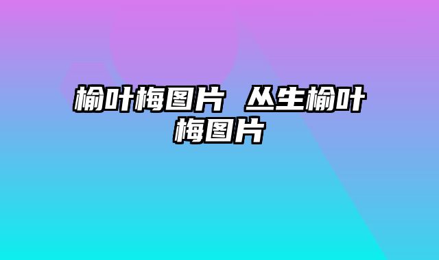 榆叶梅图片 丛生榆叶梅图片