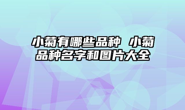 小菊有哪些品种 小菊品种名字和图片大全