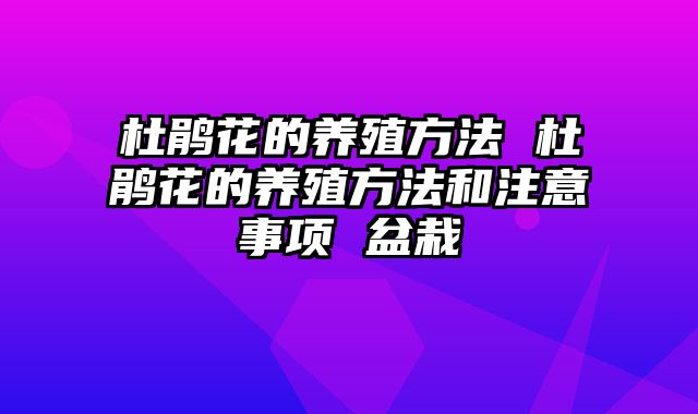 杜鹃花的养殖方法 杜鹃花的养殖方法和注意事项 盆栽