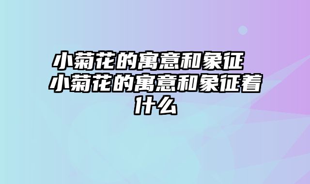 小菊花的寓意和象征 小菊花的寓意和象征着什么