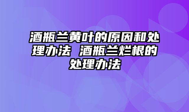 酒瓶兰黄叶的原因和处理办法 酒瓶兰烂根的处理办法