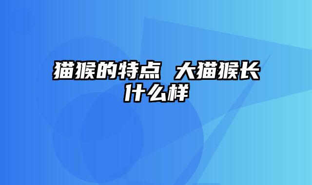 猫猴的特点 大猫猴长什么样