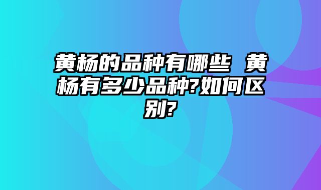 黄杨的品种有哪些 黄杨有多少品种?如何区别?