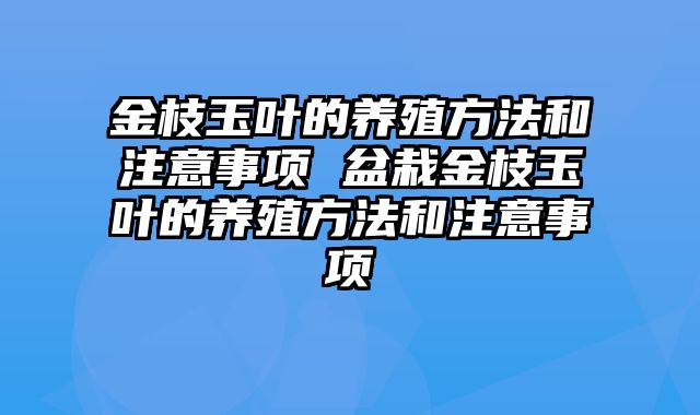 金枝玉叶的养殖方法和注意事项 盆栽金枝玉叶的养殖方法和注意事项