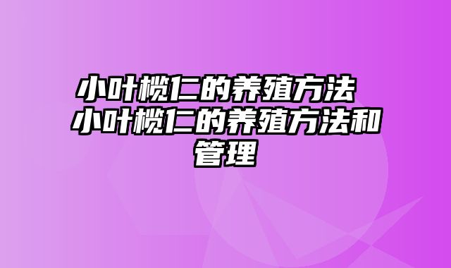 小叶榄仁的养殖方法 小叶榄仁的养殖方法和管理