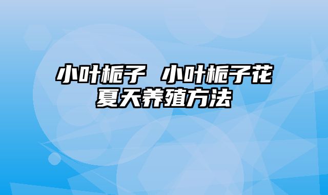 小叶栀子 小叶栀子花夏天养殖方法