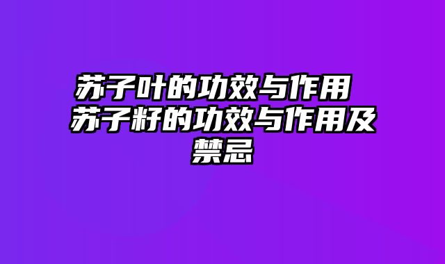 苏子叶的功效与作用 苏子籽的功效与作用及禁忌