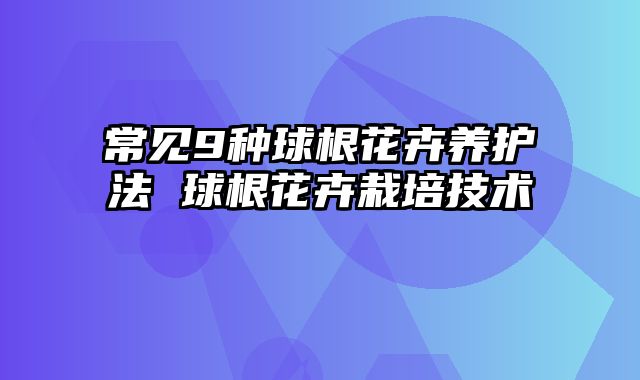常见9种球根花卉养护法 球根花卉栽培技术