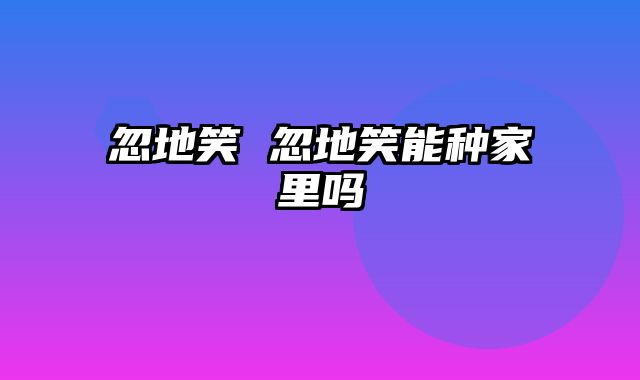 忽地笑 忽地笑能种家里吗