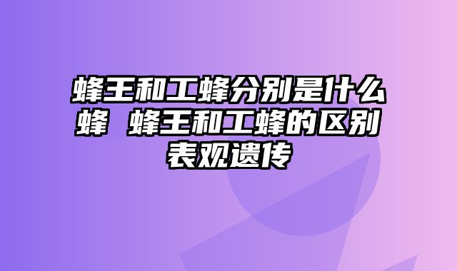 蜂王和工蜂分别是什么蜂 蜂王和工蜂的区别表观遗传