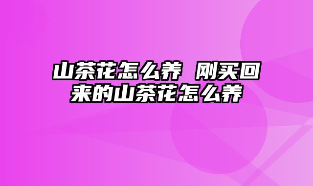 山茶花怎么养 刚买回来的山茶花怎么养