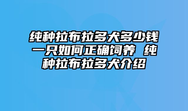 纯种拉布拉多犬多少钱一只如何正确饲养 纯种拉布拉多犬介绍