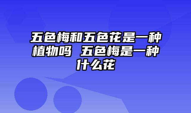 五色梅和五色花是一种植物吗 五色梅是一种什么花
