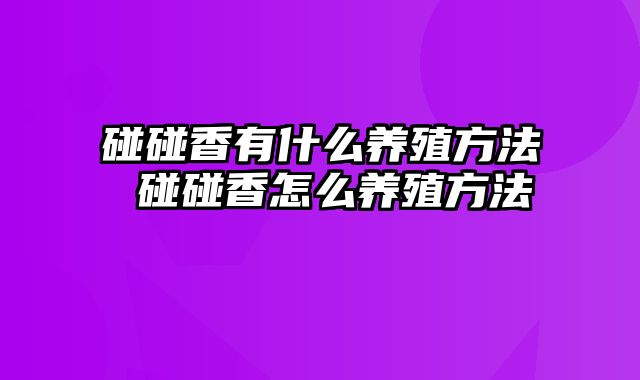 碰碰香有什么养殖方法 碰碰香怎么养殖方法