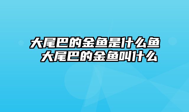 大尾巴的金鱼是什么鱼 大尾巴的金鱼叫什么