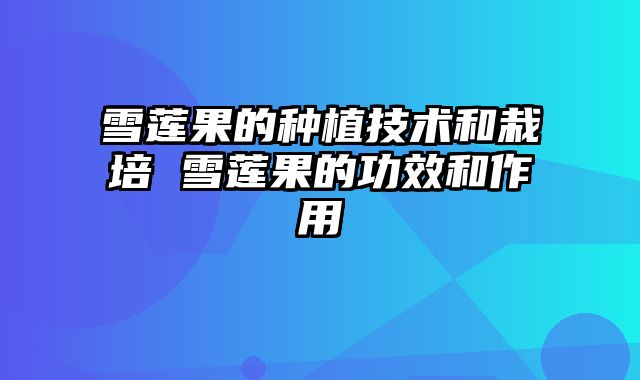 雪莲果的种植技术和栽培 雪莲果的功效和作用